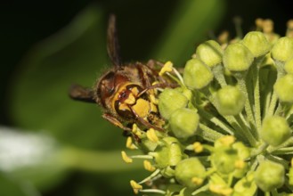 European hornet (Vespa crabro) adult insect feeding on an ivy plant flowers in the summer, England,