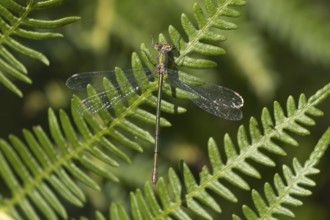 Emerald damselfly (Lestes sponsa) adult insect on a Bracken plant leaf in the summer, England,