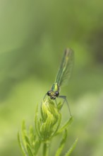 Banded demoiselle damselfly (Calopteryx splendens) adult female insect on a Cleaver plant leaf in