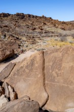 Depictions of animals on a rock slab, petroglyphs, rock engravings, Twyfelfontein, Kunene, Namibia,