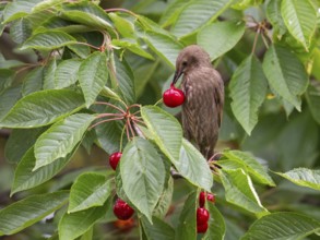 European Starling (Sturnus vulgaris), juvenile bird, perched in a cherry tree, feeding on ripe