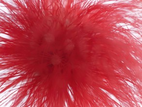 Macro photograph of a flower of the red powder puff (Calliandra tweedii)