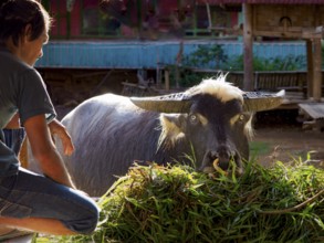 Man feeding water buffalo (Bubalus arnee), Limbong village, Tana Toraja, Sulawesi, Indonesia, Asia