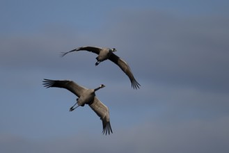 Crane (Grus grus), Sweden, Europe