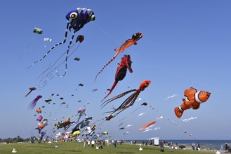 Kite festival, flying kites on Schönberg beach, Schleswig-Holstein, Germany, Europe