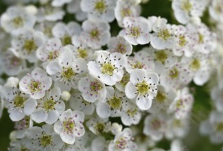 Blossom of black elderberry (Sambucus nigra), Lower Rhine, North Rhine-Westphalia, Germany, Europe