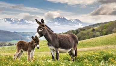 Two donkeys, dam and foal, in a flowering meadow with snow-covered mountains in the background