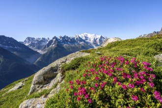 Mountain landscape with alpine roses, mountain panorama of the Mont Blanc massif with glaciated