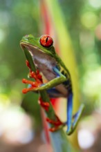 Red-eyed tree frog (Agalychnis callidryas), sitting on a heliconia (Heliconia wagneriana), Heredia