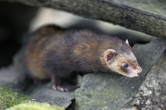 European polecat (Mustela putorius) also known as ferret, sitting on woodpile, captive,