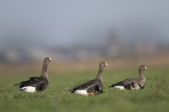 White-fronted goose (Anser albifrons), Texel, Netherlands