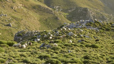 A large flock of sheep grazing on a hill in the soft evening light, sheep (e) or goat (n), ovis,