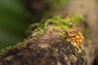 Hourglass tree frog (Dendropsophus ebraccatus), frogs (Rana), Costa Rica, Central America