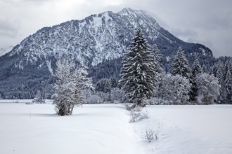 Winter, snowy landscape, behind Himmelschrofen, Oberstdorf, Oberallgäu, Allgäu Alps, Allgäu,