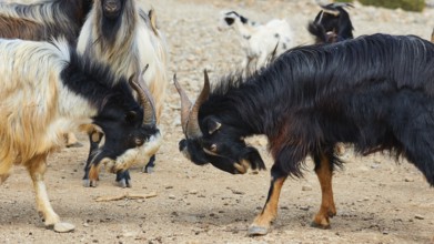 Two goats fighting with each other, surrounded by others, sheep (e) or goat (n), ovis, caprae,