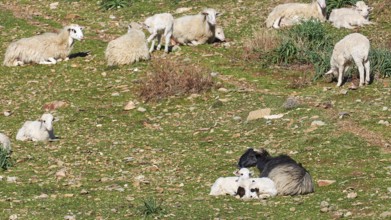 A group of sheep and lambs lying on a green pasture in the sun, sheep (e) or goat (n), ovis,