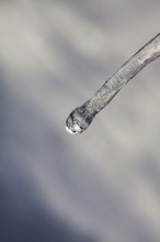 Single icicle, macro, unusually cold winter 2010, symbol photo winter weather, sub-zero