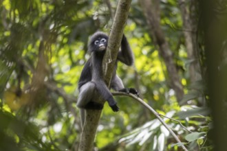 Dusky leaf monkey (Trachypithecus obscurus), Kaeng Krachan National Park, Phetchaburi Province,