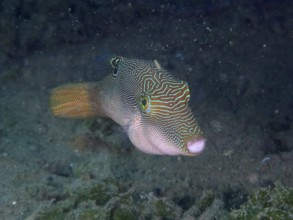 Fish with interesting patterns, Peter's pufferfish (Canthigaster petersii), swimming in dark water,