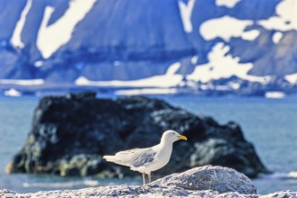 Glaucous gull (Larus hyperboreus) in an arctic landscape by the sea