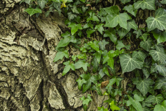 Ivy climbing up a tree with deeply furrowed bark, on the edge of a hiking trail above Merano in the