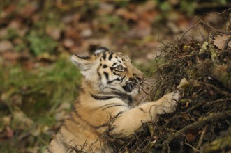 A tiger cub playfully climbing a hill covered with leaves, Siberian tiger (Panthera tigris