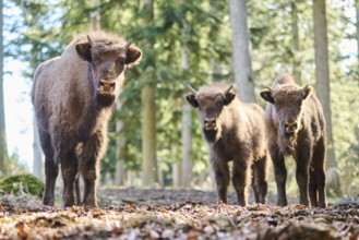 European bison (Bison bonasus) youngsters in a forest in spring, Bavarian Forest, Germany, Europe