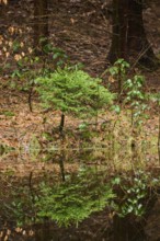 Norway spruce (Picea abies) tree grwoing beside a little lake in a forest, Germany, Europe