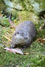 Eurasian otter (Lutra lutra) eating a fish in the bavarian forest, Bavaria, Germany, Europe