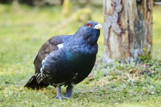 Western capercaillie (Tetrao urogallus) male (cock) standing on the ground at the edge of a foest,