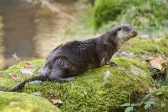 Eurasian otter (Lutra lutra) on a rock in the bavarian forest, Bavaria, Germany, Europe