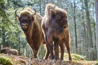 European bison (Bison bonasus) in a forest in spring, Bavarian Forest, Germany, Europe