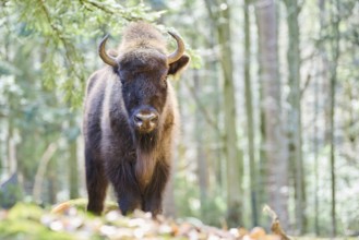 European bison (Bison bonasus) in a forest in spring, Bavarian Forest, Germany, Europe