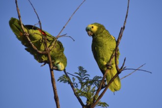 A pair of free-living blue-fronted amazons (Amazona aestiva) climbing in a tree in a public park in