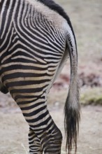 Grévy's zebra (Equus grevyi), detail, back, tail, Germany, Europe