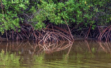 Roots of mangrove trees reflecting in the water on the southern coast of the state of Bahia Serra