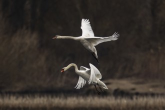 Two swans flying above each other in the twilight, trees are visible in the background, Mute Swan,