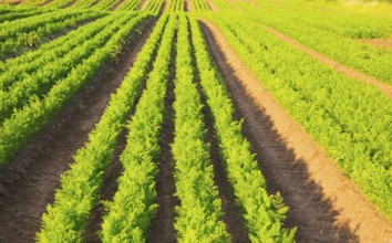 Green lines of carrot crop growing in sandy soil, Shottisham, Suffolk, England, UK