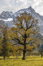 Maple tree with autumn leaves, autumn landscape in Rißtal with Spritzkarspitze, Großer Ahornboden,