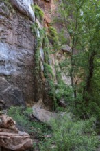 Grasses and vegetation grow out of the wet sandstone rock along the Riverside Walk in the Temple of