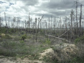 Forest near the front, Sviatohirsk, Ukraine, Europe