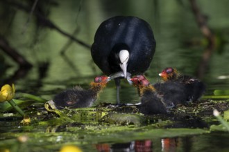 Great Crested Grebe (Podiceps cristatus), Nettetal, Germany, Europe