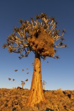 Weaver birds (Ploceidae) fly out of their nest in a quiver tree (Aloe dichotoma) at sunset, Fish