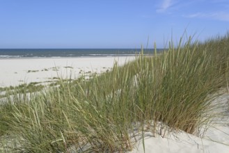 High dune with marram grass (Ammophila arenaria), blue sky, North Sea, Juist, East Frisian Islands,