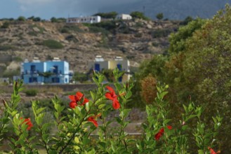 Red flowers of the mallow bush Hibiscus fragilis in the foreground and a small village with