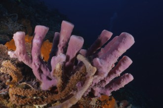 Purple big tube sponge (Haliclona (Reniera) fascigera) stands out in a colourful underwater