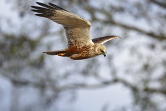 Marsh harrier (Circus aeruginosus) in flight, bird of prey in search of food, Peene Valley River