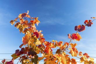 Autumn foliage colouring of the grapevine (Vitis vinifera), Goldkuppe vineyard, Diesbar-Seußlitz,