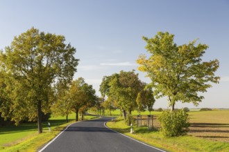 Winding country road near Ebersbach near Großenhain in autumn, Saxony, Germany, Europe