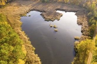 In the shape of a heart, aerial view of a pond of the Luggraben with a wide reed belt in autumn,